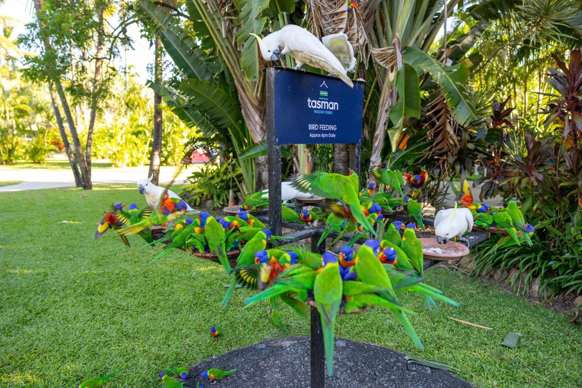Tasman Holiday Parks - Airlie Beach Exteriör bild
